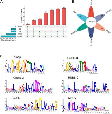 Genome-wide identification and analysis of the NLR gene family in Medicago ruthenica